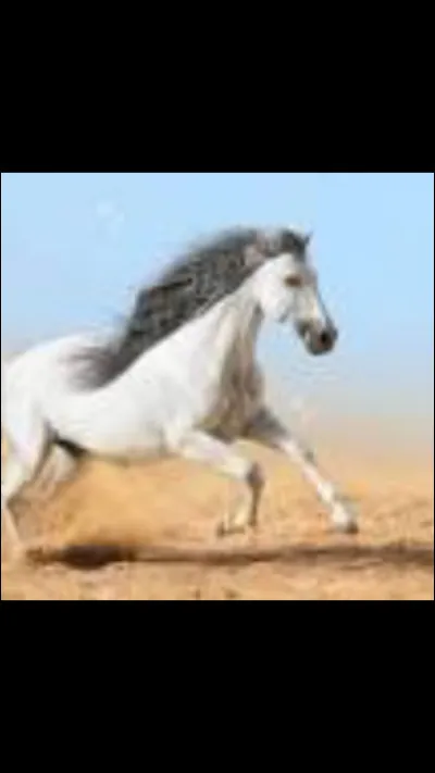 Quelle est la robe de ce cheval ?