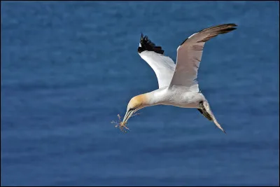 Très commun en Écosse, cet oiseau ne niche en France que sur un seul site : les Sept-îles. Il s'agit...