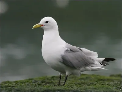 La plus grande colonie française de cet oiseau se situe au cap Blanc-Nez, où nichent plus de 2000 couples. Quelle est cette espèce ?