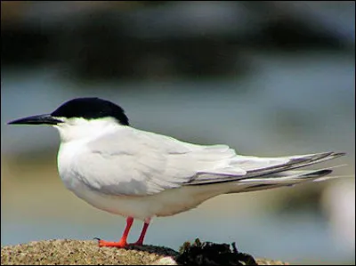 Rare en Europe, cet oiseau niche abondamment sur d'autres continents comme l'Afrique ou l'Amérique. Vous avez reconnu...