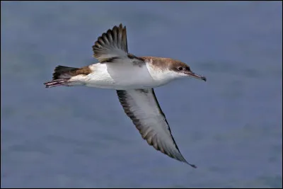 Nicheur en Méditerranée, cet oiseau a un proche cousin présent en Bretagne qui lui ressemble comme deux gouttes d'eau. Comment se nomme-t-il ?