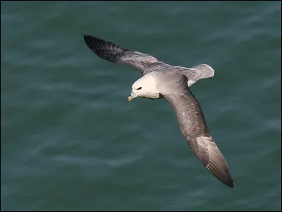 Pour cet oiseau nicheur sur les côtes de la mer du Nord et de la Manche, la France est la limite sud de son aire de répartition. C'est...