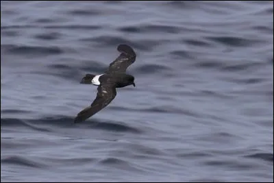 Le plus petit de nos oiseaux marins niche en Bretagne et en Méditerranée. Quel est son nom ?