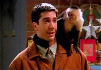 Quel est le nom du singe de Ross ?