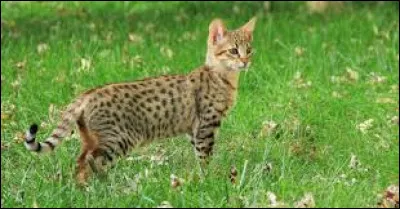 Quel f&eacute;lin a-t-on crois&eacute; avec un chat domestique pour obtenir la race Savannah ?