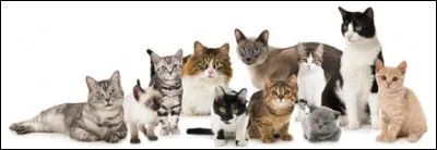 Comment voulez-vous que votre race soit ?