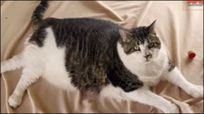 Concernant le poids...