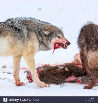Un chasseur fait du mal &agrave; ta famille, tu...
