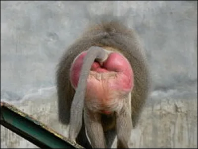 À qui appartient ces fesses ?