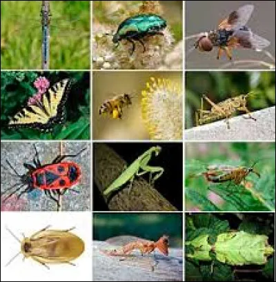 Lequel de ces insectes a donné son nom à une célèbre voiture ?