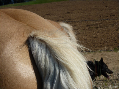 Comment s'appellent les "fesses du cheval" ?