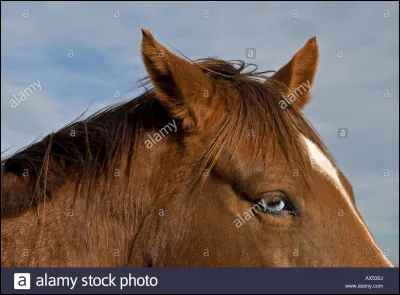 Quand un cheval a les oreilles en arrière, ça veut dire...