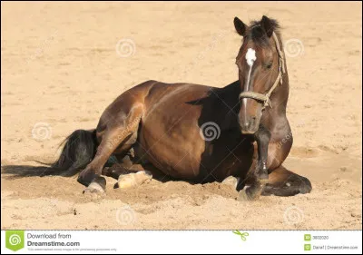 &Agrave; quoi sert la licence ?