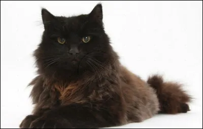 Trouvez le nom de ce chat !