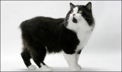 Mais, où est passée sa queue ? Quel est son nom ?