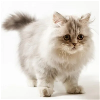 Oh, comme il est mignon ! Comment se nomme-t-il ?