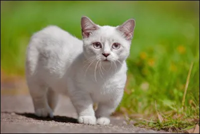 Cette race un peu particulière garde la taille d'un chaton toute sa vie ! Comment s'appelle-t-elle ?