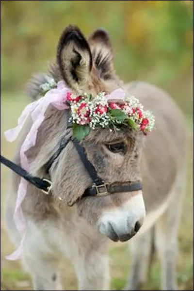 Quel est ton animal favori ?