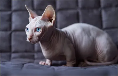 Quelle est la race de ce chat-là ?