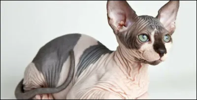 Pas très beau mais très gentil, c'est le chat...