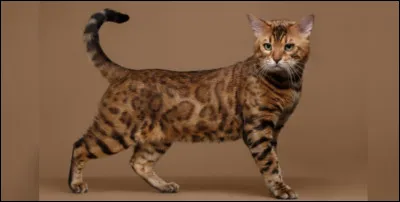 Comment s'appelle ce magnifique chat à l'allure féline ?