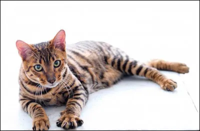 Pouvez-vous me dire la race de celui-ci ?