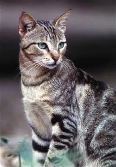 Et celui-là, tout aussi magnifique ?