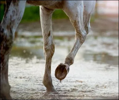 La voûte est une partie du sabot.
