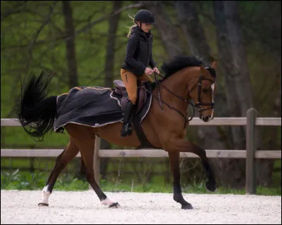 Un cheval ayant les oreilles tournés vers arrière est à l'écoute de son cavalier.