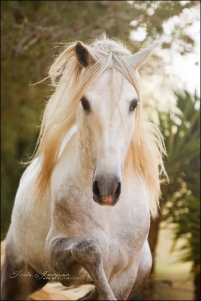 Un cheval de catégorie C a une taille comprise entre 1, 08 m et 1, 30 m.
