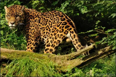 Quel est ce mammifère ?