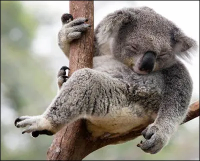 Quel est ce mammifère ?