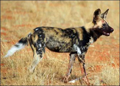 Quel est ce mammifère ?