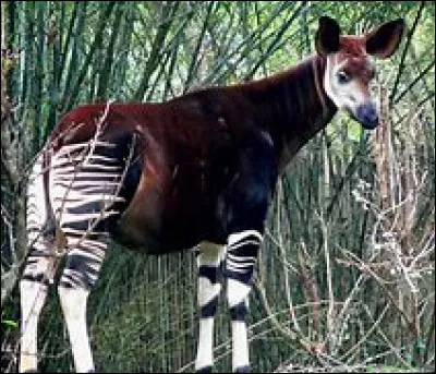 Quel est ce mammifère ?