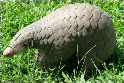 Quel est ce mammifère ?