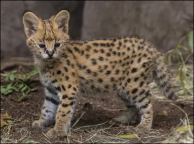 Quel est ce mammifère ?