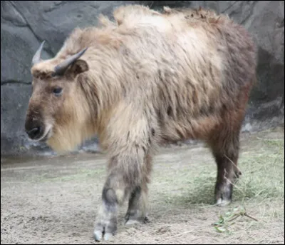 Quel est ce mammifère ?