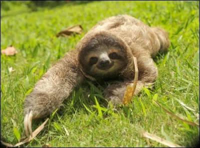 Quel est ce mammifère ?