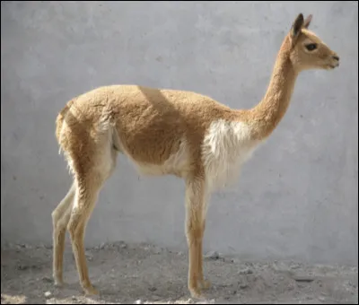 Quel est ce mammifère ?