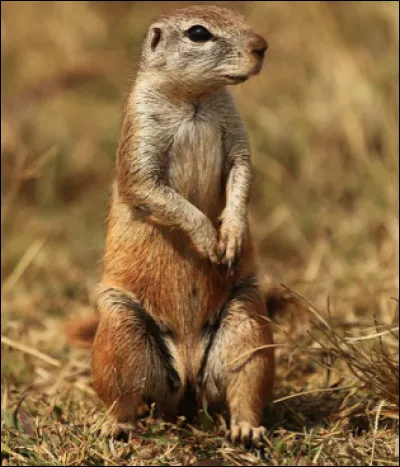 Quel est ce mammifère ?