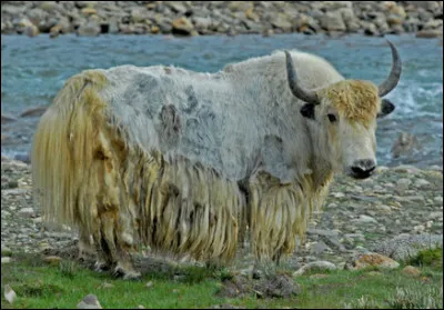 Quel est ce mammifère ?