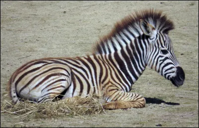 Quel est ce mammifère ?