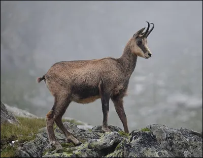 Quel est ce mammifère ?