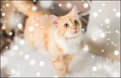 Le mot "chat" se traduit :