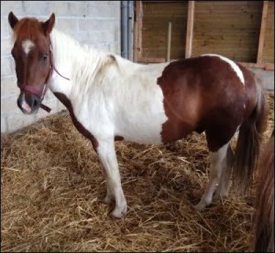 Citez les noms des marques blanches de ce cheval.