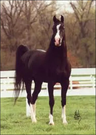 Quelles sont les différentes marques blanches sur la tête et les jambes de ce cheval ?