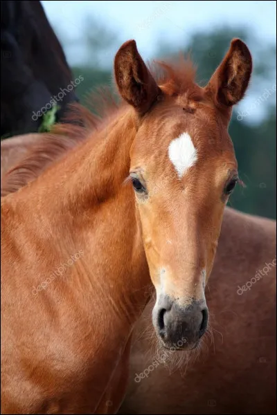 Cochez le nom de la marque blanche située sur le front de ce poulain.