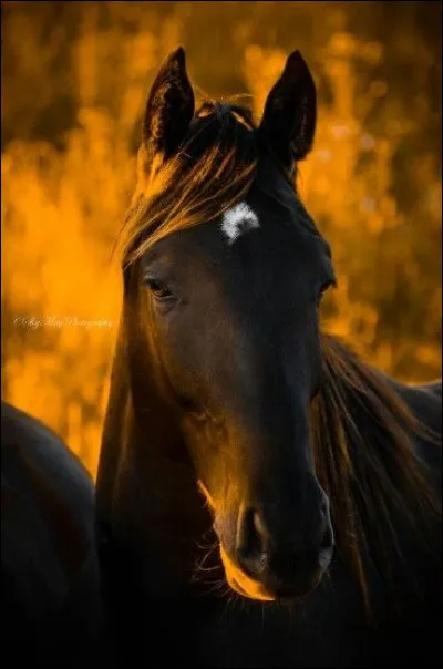 La marque blanche de ce cheval se nomme :