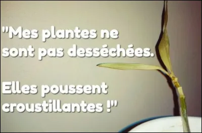 Combien mesure une plante d'ail ?