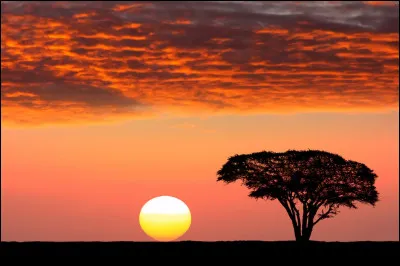 Comment Épine appelle-t-elle Sunny ?